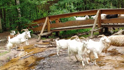 Ziegen Wanderung durch Königsforst, Juni 2021